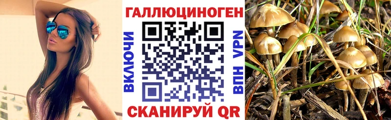 Псилоцибиновые грибы Psilocybine cubensis  как найти   Сольцы 
